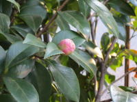 ւ̂ڂ